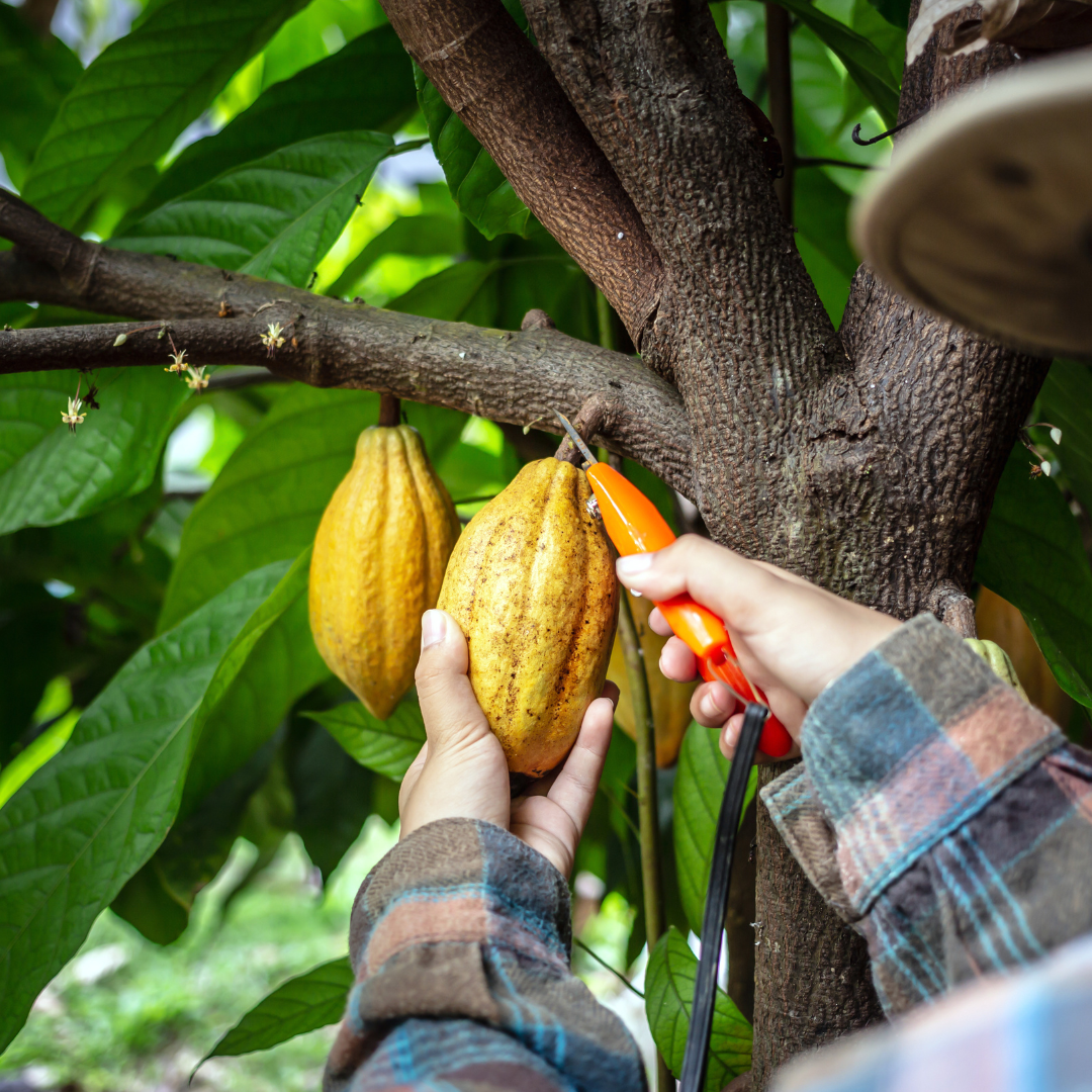 Cacao Papa Carlos _