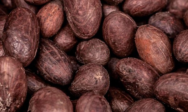 cacao papa carlos
