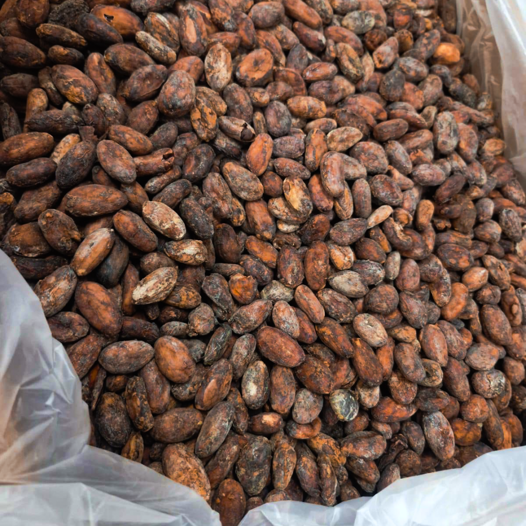 cacaobeansWhatsApp-Image-2025-06-19-at-8.11.15-AM